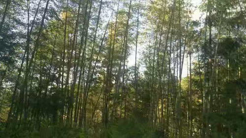 毛竹林