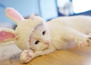 云养猫什么意思,云养猫啥意思