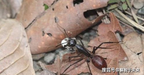 这个是啥蚂蚁?