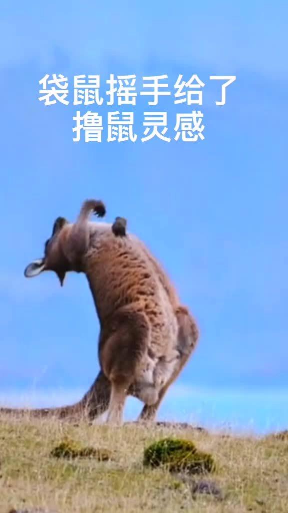 袋鼠摇手歌曲叫什么