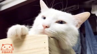 猫跳