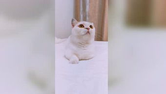 《遇见你的猫》家具移动方法介绍