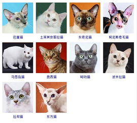 猫有什么品种