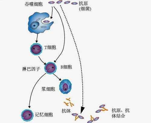 体液，体液包括哪些