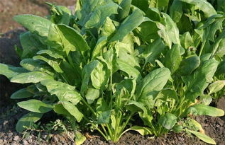 大力菠菜，大力菠菜是什么意思