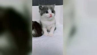 遇见我的猫，遇见我的猫下载