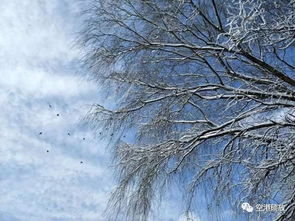 艳阳天里真的能大雪纷飞吗，艳阳天里真的能大雪纷飞吗蚂蚁庄园