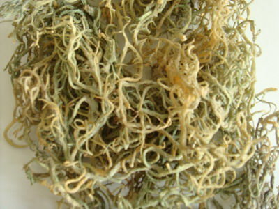 麒麟菜有什么功效和营养价值?