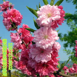 桃花树苗，桃花树苗怎么画