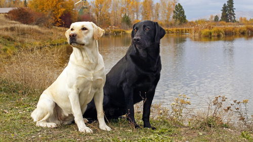 拉布拉多这种犬种特别聪明,那么拉布拉多犬多大开始训练合适?