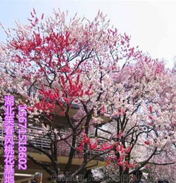 桃花树苗通常要多久才能开花?