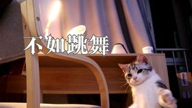 猫之秋名山
