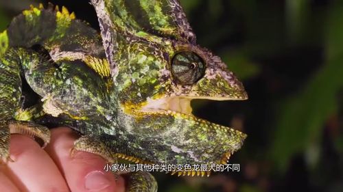 怪异生物，海钓码头怪异生物