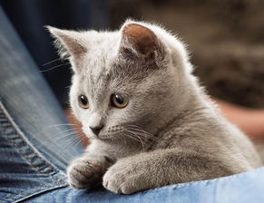 500块钱能买个英短银渐成猫吗