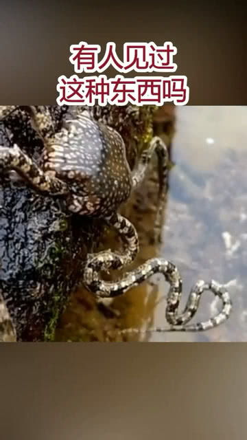 世界上最怪异的生物