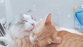 猫音