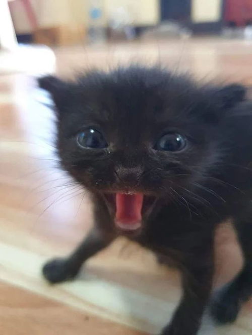 黑猫投诉平台靠谱吗