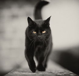 黑猫平台，黑猫平台投诉有效果吗?我要投诉