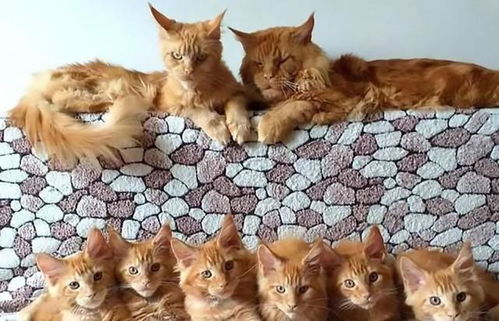 猫有多少个品种?