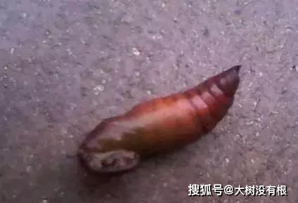东南西北虫子靠什么生存