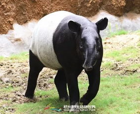 世界第二长鼻子的动物是什么?马来貘的长鼻子有什么用处