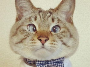 国内哪里有卖东方短毛猫的?