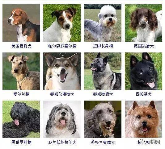宠物都什么类型的?