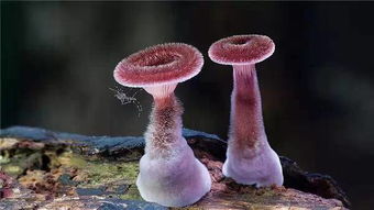 世界上最漂亮的毒蘑菇