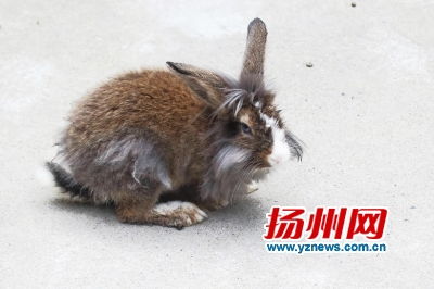 长耳兔,长耳兔图片