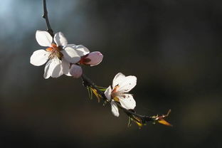 深岩银河蔚蓝花甸怎么玩 蔚蓝花甸地图攻略