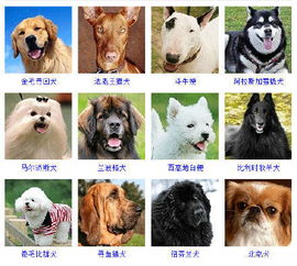 宠物种类，宠物种类有哪些