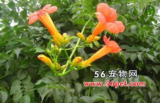 凌宵，凌宵花种植方法