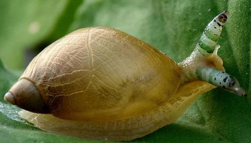 蜗牛有寄生虫吗