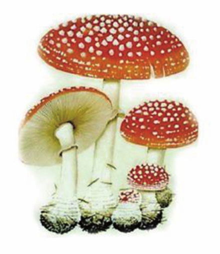 云南蘑菇黄色的像脑花