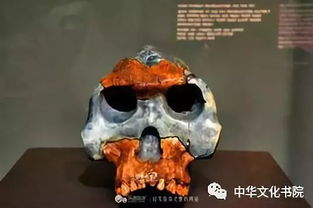 露西化石