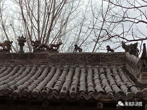 兽脊是什么意思