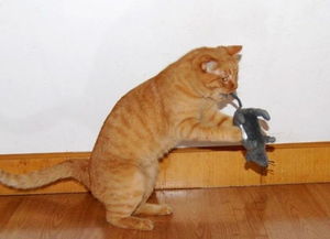 猫为什么吃老鼠