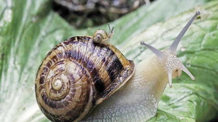 蜗牛寄生虫，蜗牛寄生虫双盘吸虫