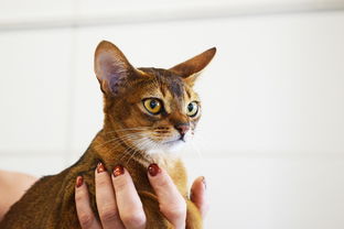 猫为什么要吃老鼠，猫为什么要吃老鼠阅读及答案