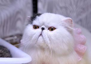 点猫，点猫编程平台