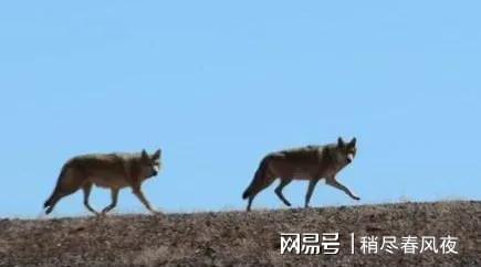 打狼，打狼东北话啥意思