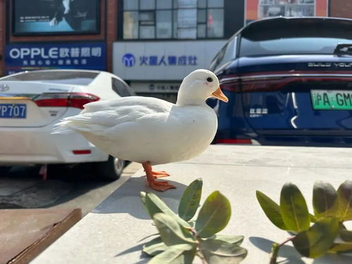 宠物鸭好养吗?养宠物鸭的方法和技巧是什么?