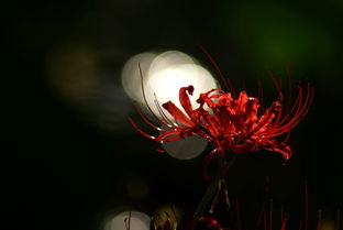 彼岸花壁纸，彼岸花壁纸 凄美 古风