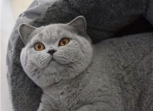 在点猫编程平台怎么下载编程