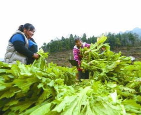 狼人杀问题:金水、银水、铜水分别是什么东西?
