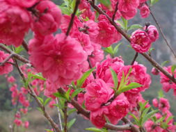 桃花苗，桃花苗木