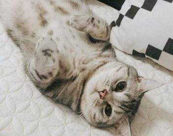 新手养猫注意事项,初学者养猫攻略
