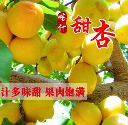 有人知道新疆柯什的特产是什么吗?