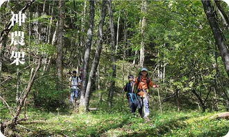 回到野人沙滩，回到野人沙滩怎么样