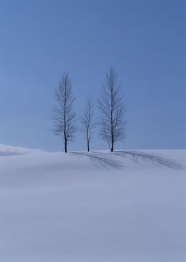 雪地，雪地松鼠